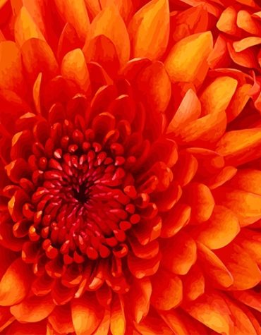 Orange Flower Nature Paint By Numbers