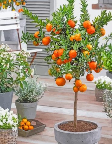 Orange Tree Plant Paint By Numbers