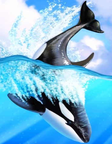Orca Whale Animals Paint By Numbers