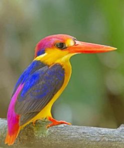 Oriental Kingfisher Birds Paint By Numbers