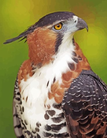Ornate Hawk Eagle Painting Paint By Numbers