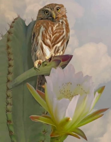 Owl and Cactus Art Paint By Numbers
