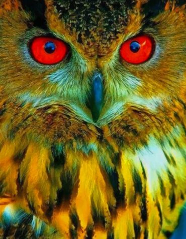Red-Eyed Eastern Screech Owl Paint By Numbers