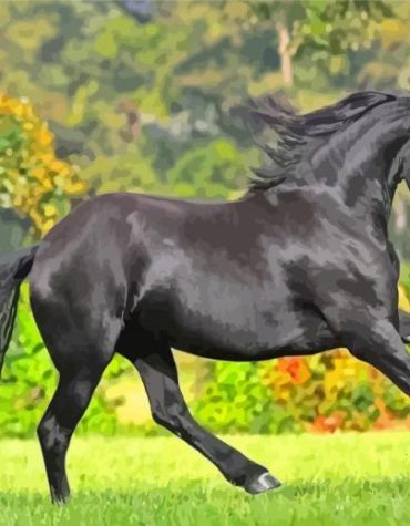 Majestic Black Stallion Paint By Numbers