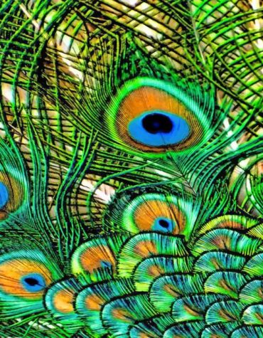 Aesthetic Peacock Feather Paint By Numbers