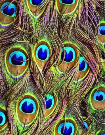 Peacock Feather Beauty Paint By Numbers