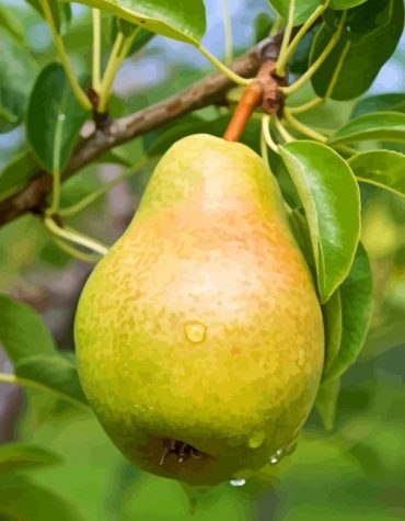 Fresh Pears on Tree Paint By Numbers
