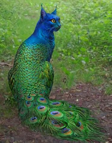 Peacock Cat Mystery Paint By Numbers