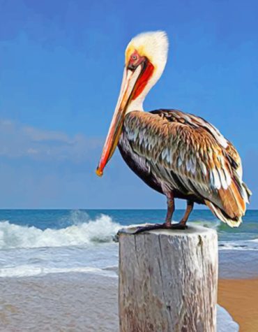Majestic Pelican Paint By Numbers