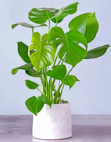 Philodendron Green Leaf Paint By Numbers