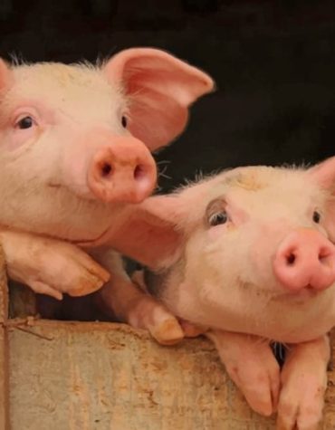 Adorable Pig Animal Paint By Numbers