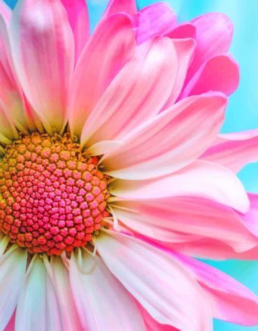 Pink Common Daisy Flowers Paint By Numbers