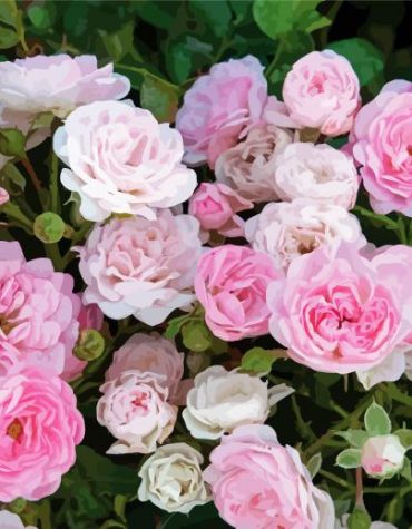 Pink Fairy Rose Paint By Numbers