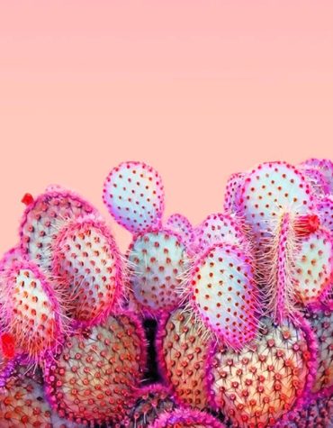 Pink Cactus Delight Paint By Numbers