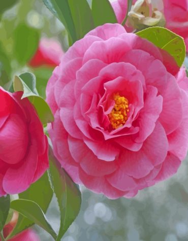 Pink Camellia Blossoms Paint By Numbers