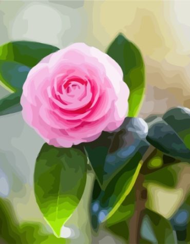 Pink Camellia Blooms Paint By Numbers