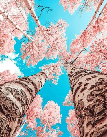 Pink Cherry Blossom Trees Paint By Numbers