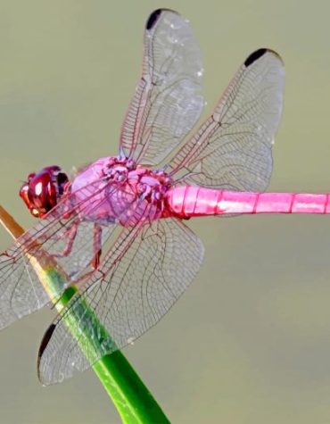Pink Dragonfly Insects Paint By Numbers