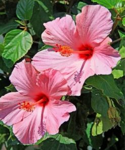 Pink Hibiscus Flower Paint By Numbers
