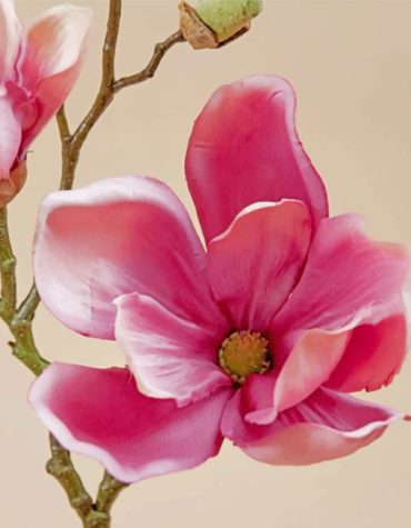 Pink Magnolia Blossom Paint By Numbers