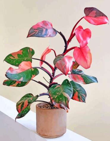 Philodendron Plant Paint By Numbers