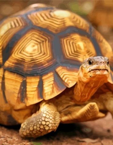 Ploughshare Tortoise Wildlife Paint By Numbers