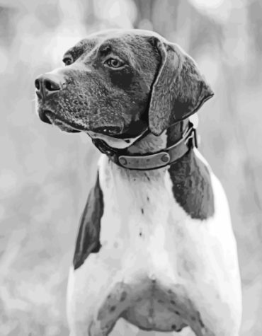 Black and White Pointing Dog Paint By Numbers