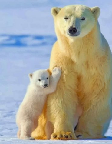 Polar Bear Arctic Adventure Paint By Numbers