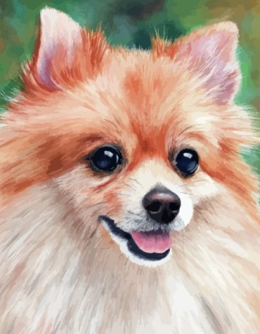 Pomeranian Dog Portrait Paint By Numbers