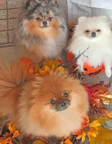 Pomeranian Pets Paint By Numbers