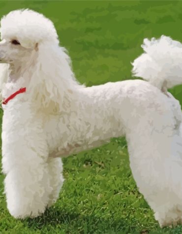 Poodle Dog Portrait Paint By Numbers