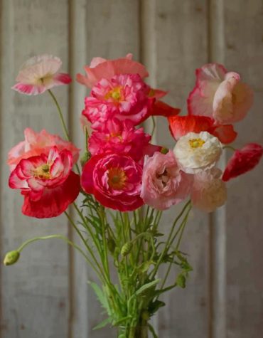 Poppies Pink Flowers Paint By Numbers