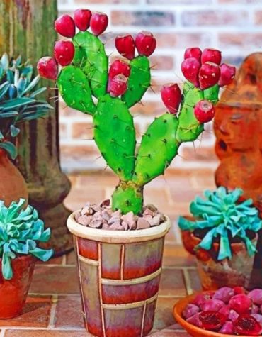 Prickly Pear Cactus Plant Paint By Numbers