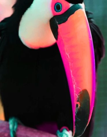 Puffin Wildlife Creation Paint By Numbers