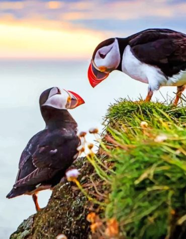 Puffins Wildlife Paint By Numbers