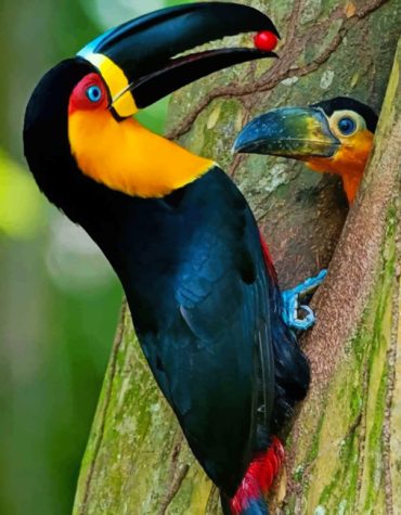 Puffin Wildlife Paint By Numbers