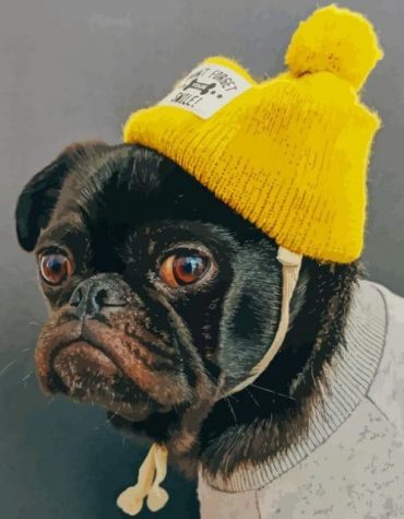 Pug in Yellow Hat Paint By Numbers