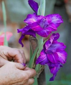 Purple Irises Bloom Paint By Numbers