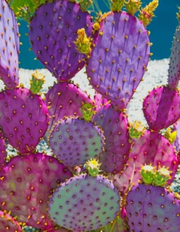 Purple Cactus Plants Paint By Numbers