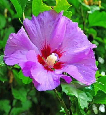 Purple Hibiscus Plants Paint By Numbers