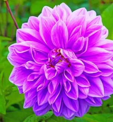 Purple Blooming Lilac Paint By Numbers