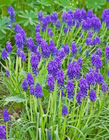 Purple Muscari Bloom Paint By Numbers