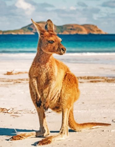 Kangaroo on Australian Coast Paint By Numbers