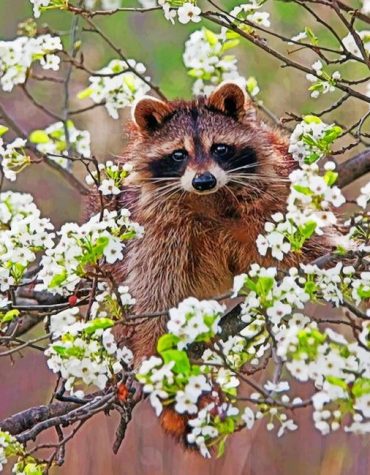 Raccoon Among Blossoms Paint By Numbers