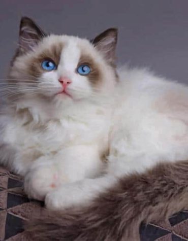Beautiful Ragdoll Cat Paint By Numbers