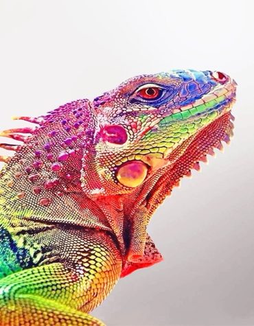 Colorful Iguana Paint By Numbers