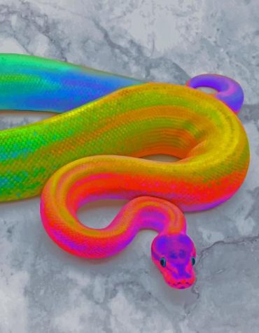Radiant Rainbow Snake Paint By Numbers