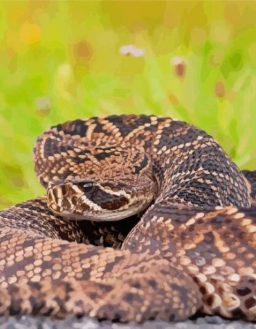 Wild Rattlesnake Paint By Numbers