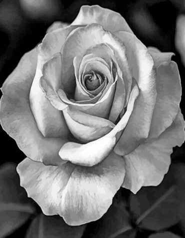 Black and White Rose Paint By Numbers