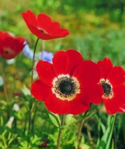 Red Anemone Plant Paint By Numbers